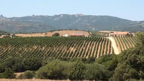 Calangianus: i vini Tondini nella guida del Touring