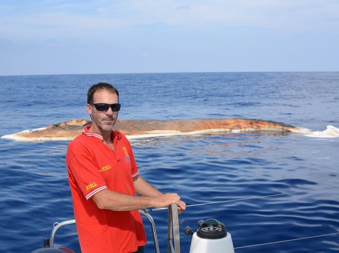 Il balenottero Rudolph morto a nord di Gorgona