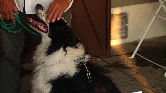 “Diario di un cane felice” arriva a Casciana Terme