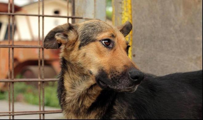 Un nuovo rifugio per i cani randagi 