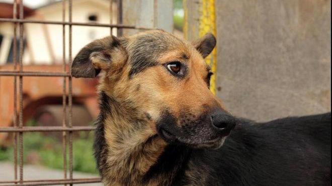 Un nuovo rifugio per i cani randagi