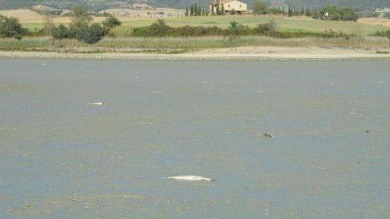 Quel gabbiano prigioniero del fango