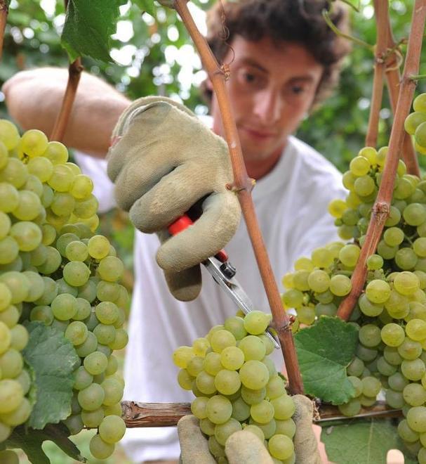 Nelle botti il 20% in meno di vino 