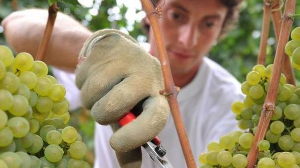 Nelle botti il 20% in meno di vino