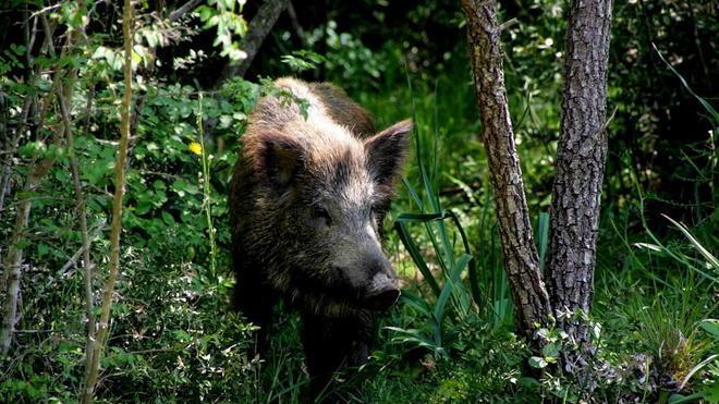 Si scontra contro un cinghiale e distrugge l’auto