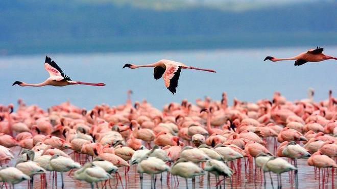 Ambiente, fenicotteri in aumento nello stagno di Molentargius