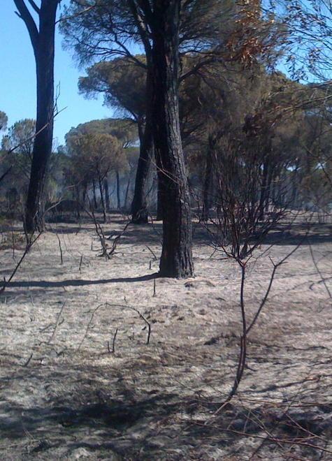 In cenere 40 ettari Danni incalcolabili 