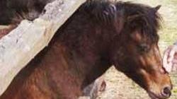 «Un pony per mio figlio che ora può camminare»