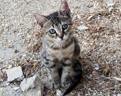 Le guardie ecozoofile salvano un gatto che da 7 giorni era intrappolato in un cortile 