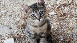Le guardie ecozoofile salvano un gatto che da 7 giorni era intrappolato in un cortile