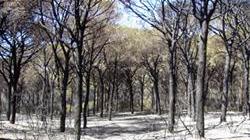 Incendi, scarcerato “piromane”: confessò per salvare il fratello
