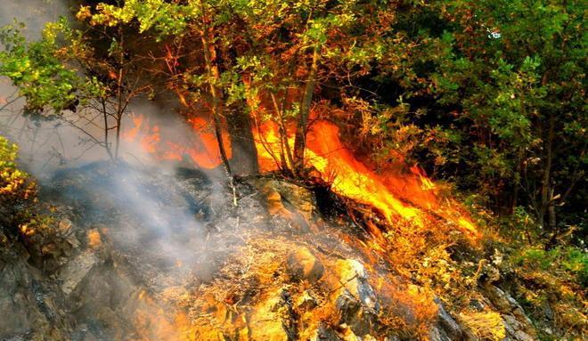 Cento alberi in regalo Così rinasce la pineta 