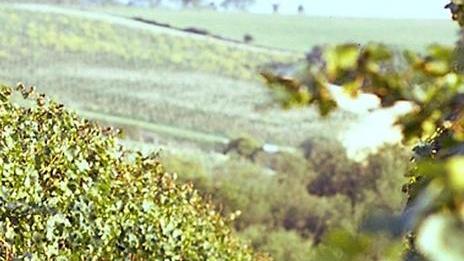 Siccità, per viti e olivi situazione drammatica