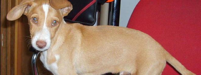 Un cane meticcio cerca casa 