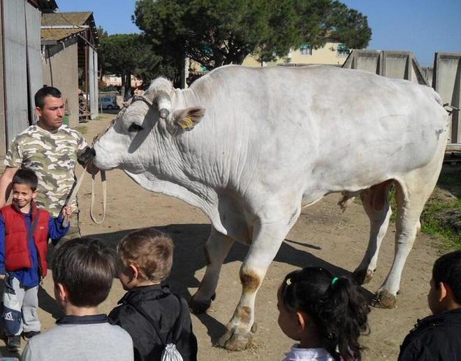 Chianina, alla California il record di allevatori 