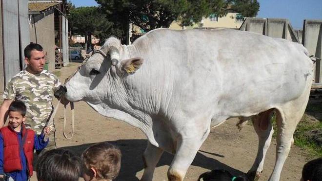 Chianina, alla California il record di allevatori