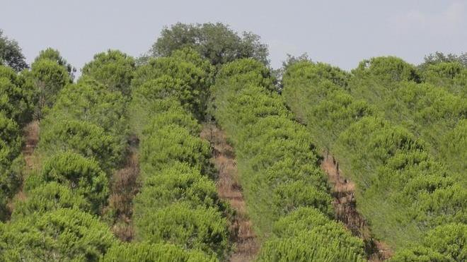 Altri cento alberi in arrivo da Orbetello