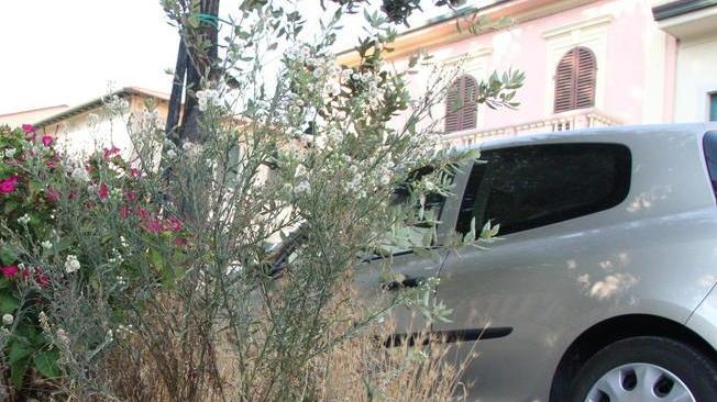 Una selva nella piazza delle Poste