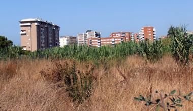 Terreni incolti (e privati) in zona Goito, sporcizia e insetti proliferano 