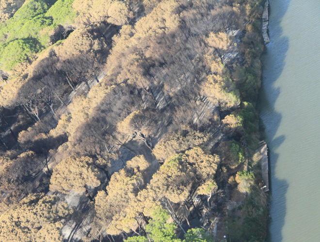 «Un presidio nella pineta per poterla vivere ancora» 