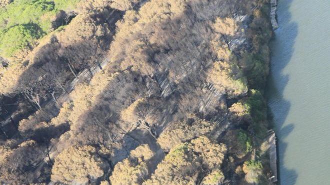 «Un presidio nella pineta per poterla vivere ancora»