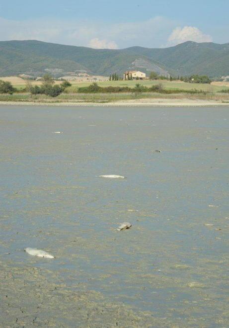 L’acqua che non c’è Sel torna alla carica: serve un dissalatore 