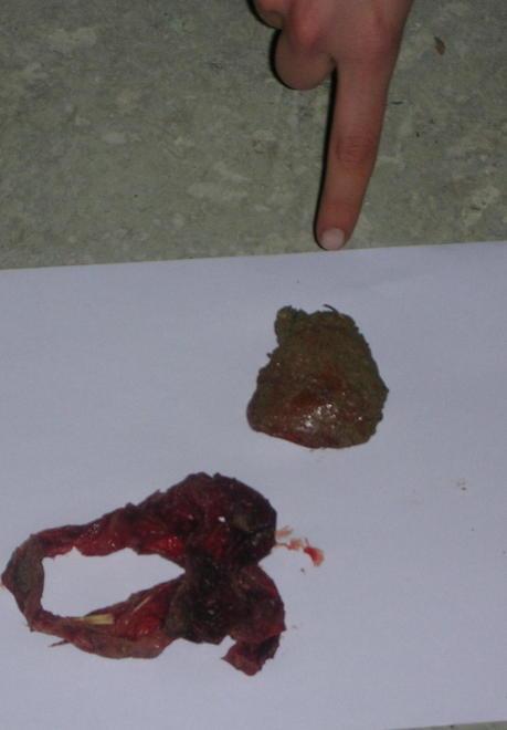 Allarme bocconi al veleno cani intossicati e denunce 