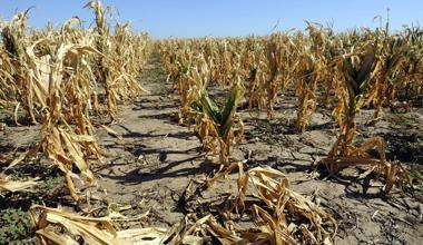 Campi e serre senz’acqua Danni per migliaia di euro 