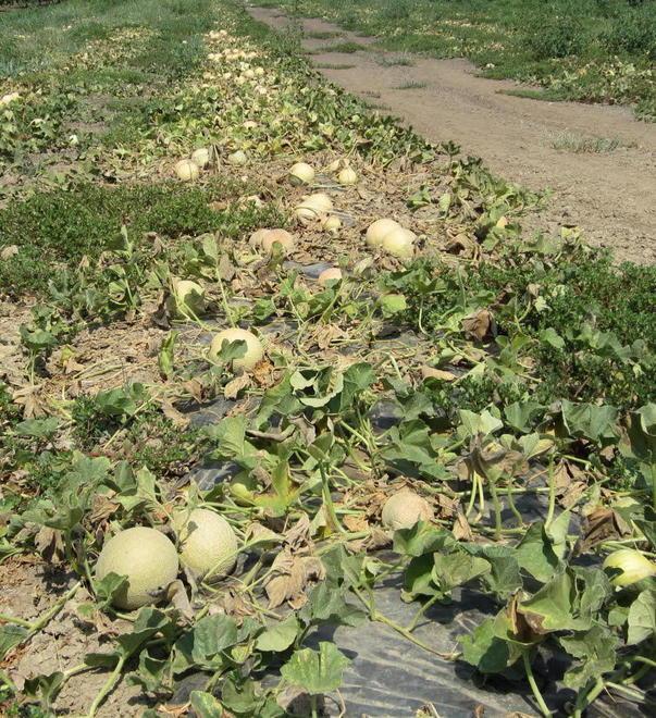 Manca l’acqua, il Consorzio usa i suoi pozzi per irrigare