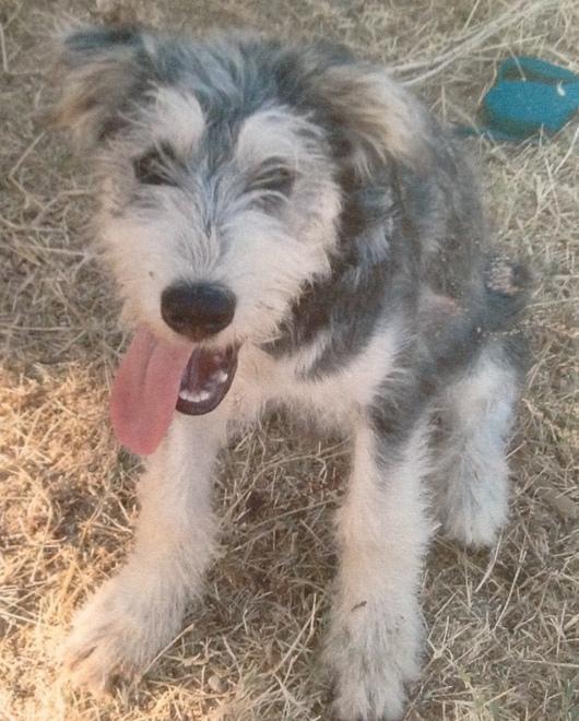 Cagnolino abbandonato due volte cerca nuova casa