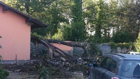 Pensionato ferito dopo il crollo di un antico castagno