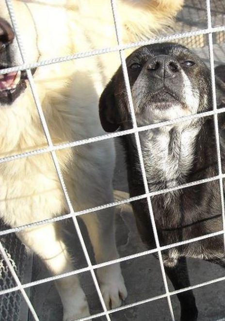 I cani trovano casa, il Comune risparmia cinquantamila euro 