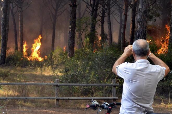 Pineta distrutta, gli studenti preparano la “superpiantina” per la riforestazione 