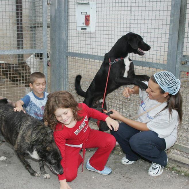 Animali abbandonati? Non solo nei mesi estivi 