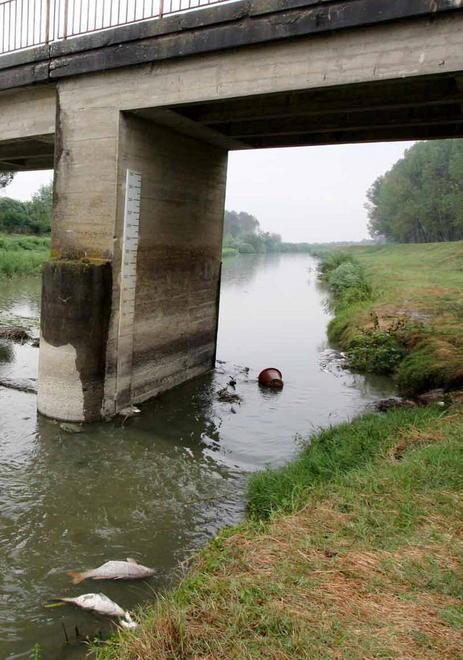 Pesci morti per poca acqua l’Usciana non è inquinato 