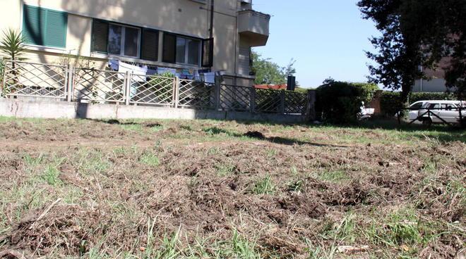Allarme cinghiali al Campo d’aviazione