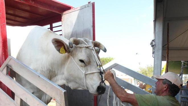Presenze record alla Fiera della zootecnia