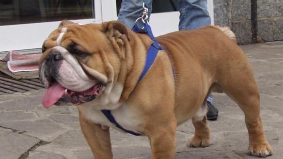 I bulldog più belli sfileranno al quagliodromo