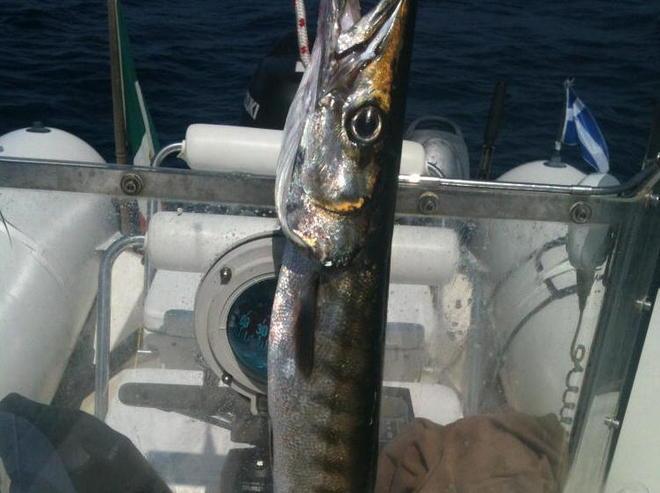 Pescato un barracuda di 2,5 kg al faro di Vada 