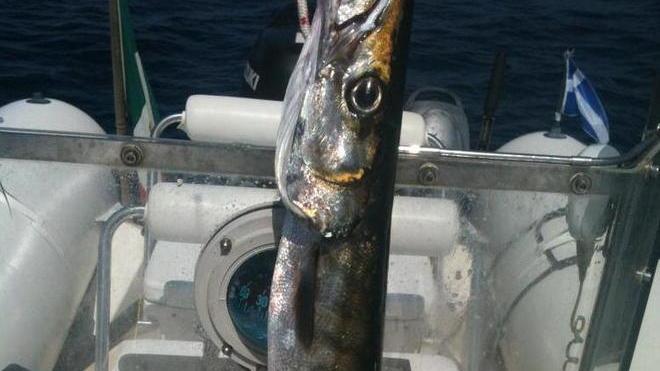 Pescato un barracuda di 2,5 kg al faro di Vada