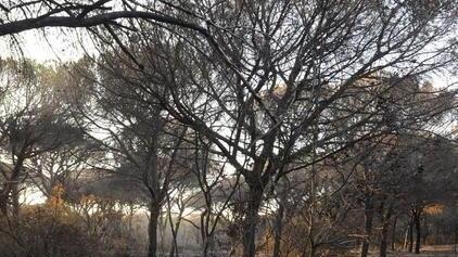 «La pineta era una bomba a orologeria»