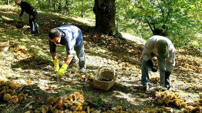 Castagne, la stagione va a picco