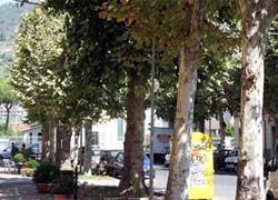 Decine di platani malati nella zona della fabbrica 