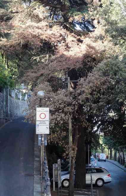 Sartoni scrive al Comune: «Salvate quegli alberi malati»