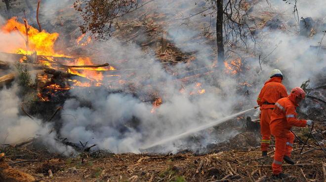 Fuoco nell’oliveto, salvati alberi e bosco 