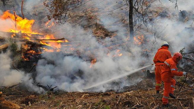 Fuoco nell’oliveto, salvati alberi e bosco