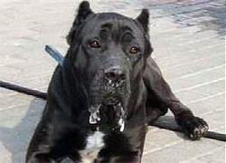 Raduno del Cane Corso con mostra a Serravalle 