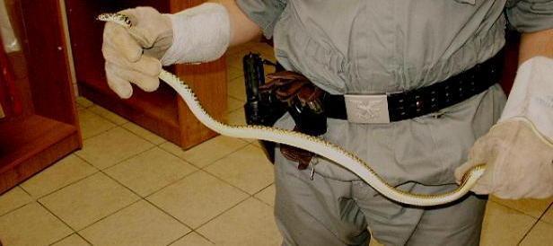 Un serpente negli spogliatoi dell’ospedale, è panico 