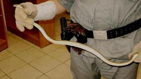 Un serpente negli spogliatoi dell’ospedale, è panico