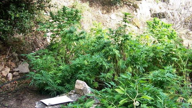 Il Corpo forestale scopre piantagioni di marijuana